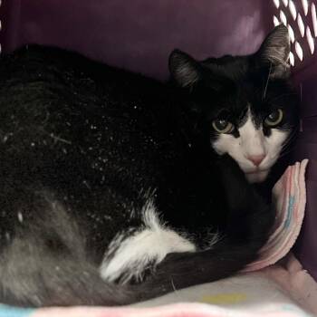 Domestic Short Hair Cats Available for Adoption in Salt Lake City, Utah - Patience | PetCurious