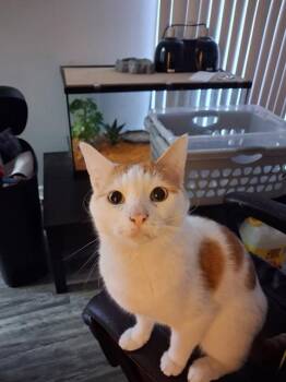 FIN -  Domestic Short Hair Cat for Adoption in Palmetto, Florida - FIN | PetCurious
