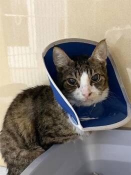 BASIL -  Domestic Short Hair Cat for Adoption in Palmetto, Florida - BASIL | PetCurious