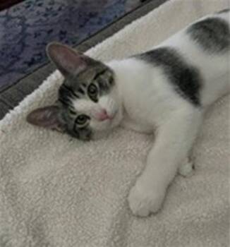 TOAST -  Domestic Short Hair Cat for Adoption in Sacramento, California - TOAST | PetCurious