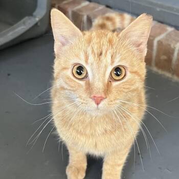 American Shorthair Cats Available for Adoption in Freeport, Florida - Solo | PetCurious
