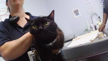 LULU -  Domestic Short Hair Cat for Adoption in Charlotte, North Carolina - LULU | PetCurious