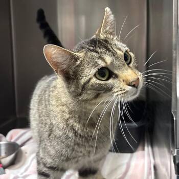 Domestic Short Hair Cats Available for Adoption in Springfield, Illinois - Marsha | PetCurious