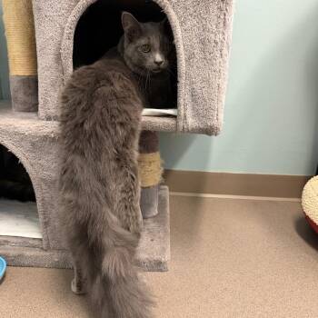 Domestic Long Hair Cats Available for Adoption - Hunter | PetCurious