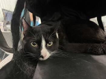 Adam -  Domestic Short Hair Cat for Adoption - Adam | PetCurious