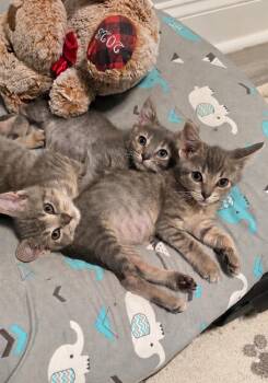 Lavender -  Domestic Short Hair Cat for Adoption in Chicago, Illinois - Lavender | PetCurious