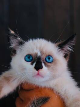 Alicha -  Siamese and Snowshoe Cat for Adoption in San Diego, California - Alicha | PetCurious