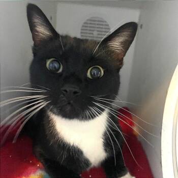 Rescue Domestic Short Hair Cats for Adoption in Prescott, Arizona - Milo | PetCurious