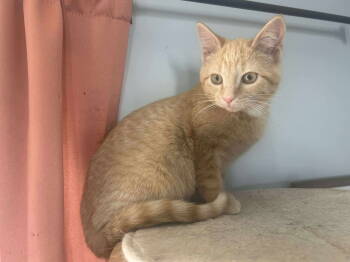 Rescue Domestic Short Hair Cats for Adoption in Duluth, Minnesota - Pimento | PetCurious