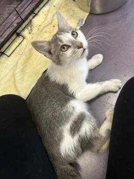 Rescue Domestic Short Hair and Tiger Cats for Adoption - Payphone | PetCurious