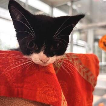 Zac -  Domestic Short Hair Cat for Adoption in Phoenix, Arizona - Zac | PetCurious