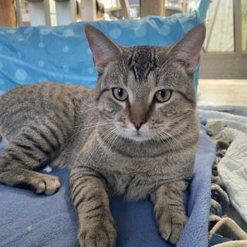Cavill -  Domestic Short Hair Cat for Adoption in Chicago, Illinois - Cavill | PetCurious