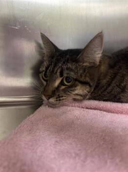 Rescue Domestic Short Hair Cats for Adoption in Hutchinson, Kansas - Spam | PetCurious