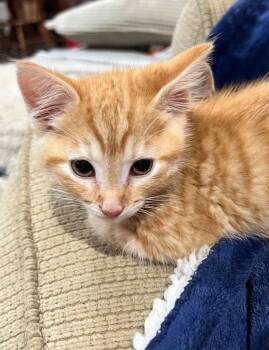Everglades -  Domestic Short Hair Cat for Adoption in Cromwell, Kentucky - Everglades | PetCurious