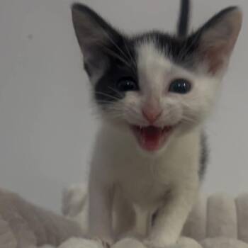 Pacey -  Domestic Short Hair Cat for Adoption in Nashville, Tennessee - Pacey | PetCurious