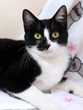 Rescue Domestic Short Hair Cats for Adoption in Tierra Verde, Florida - Elizabeth Taylor | PetCurious