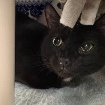 Domestic Short Hair Cats Available for Adoption in York, Pennsylvania - Onyx | PetCurious
