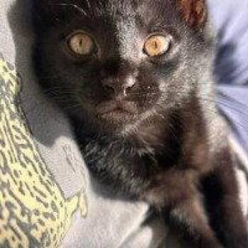 Gully -  Domestic Short Hair Cat for Adoption in Rockville, Maryland - Gully | PetCurious