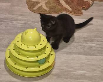 Whisper -  Domestic Short Hair Cat for Adoption in South Bend, Indiana - Whisper | PetCurious
