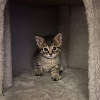 Domestic Short Hair Cats Available for Adoption in Asheville, North Carolina - Robby | PetCurious