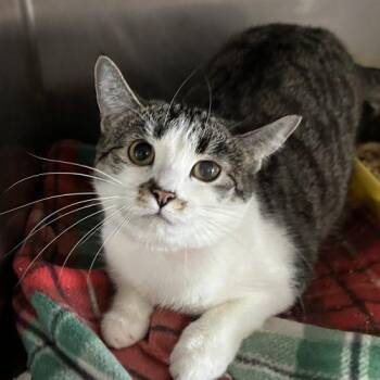 Creole -  Domestic Short Hair Cat for Adoption in Tipp City, Ohio - Creole | PetCurious