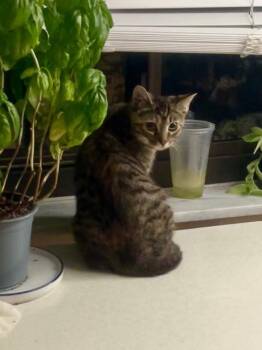 Jalapeno Holly -  Domestic Short Hair Cat for Adoption in Cincinnati, Ohio - Jalapeno Holly | PetCurious