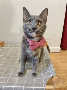 Rescue Dilute Tortoiseshell and Tortoiseshell Cats for Adoption - Sylvie | PetCurious
