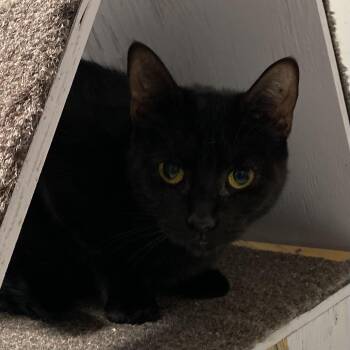 Rescue Domestic Short Hair Cats for Adoption in Stanstead, Quebec - Nelly | PetCurious