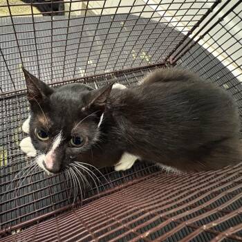IVHS-Stray-141147 -  Domestic Short Hair Cat for Adoption in San Gabriel, California - IVHS-Stray-141147 | PetCurious