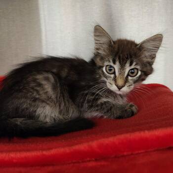 Tam -  Domestic Medium Hair Cat for Adoption in Fort Wayne, Indiana - Tam | PetCurious