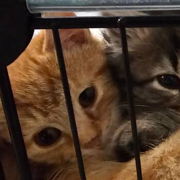 Rescue Domestic Short Hair Cats for Adoption in Shelbyville, Indiana - Chirps | PetCurious