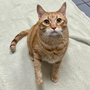 Bug Cozort (bonded w/Bunny) -  Domestic Short Hair Cat for Adoption in Merrifield, Virginia - Bug Cozort (bonded W/Bunny) | PetCurious