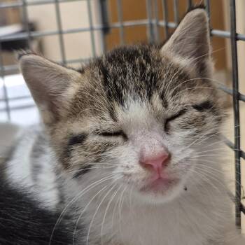 SCFL-Stray-67016 -  Domestic Short Hair Cat for Adoption in Lake Panasoffkee, Florida - SCFL-Stray-67016 | PetCurious