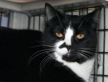 Domestic Short Hair Cats Available for Adoption - Indy | PetCurious