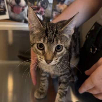 David Meowie -  Domestic Short Hair Cat for Adoption in Louisville, Kentucky - David Meowie | PetCurious