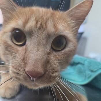 Pancho -  Domestic Short Hair Cat for Adoption in Lakeland, Florida - Pancho | PetCurious