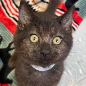 Puffy -  Domestic Short Hair Cat for Adoption in New Philadelphia, Ohio - Puffy | PetCurious