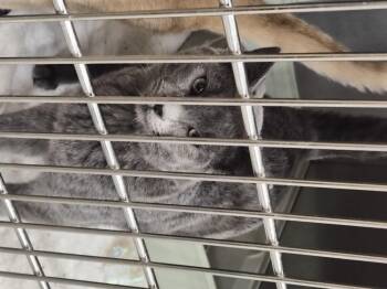 Rescue Domestic Short Hair Cats for Adoption in Garden City, Colorado - Cosmo | PetCurious