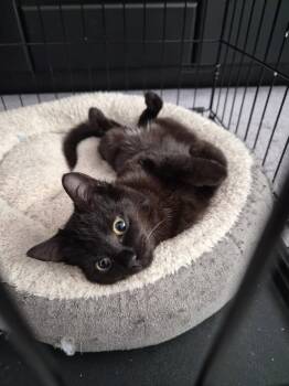 Domestic Short Hair Cats Available for Adoption - Solene | PetCurious