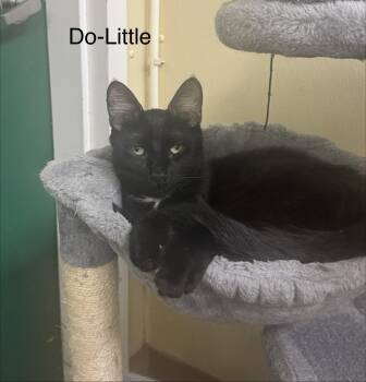 Do-Little -  Domestic Short Hair Cat for Adoption in Ulster, Pennsylvania - Do-Little | PetCurious
