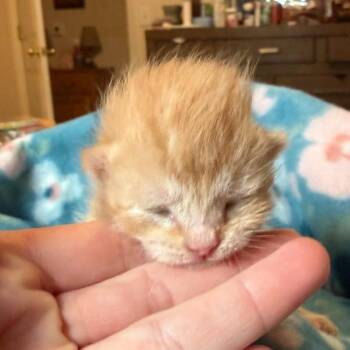 Trombone -  Domestic Short Hair Cat Available for Adoption in Delaware, Ohio - Trombone | PetCurious