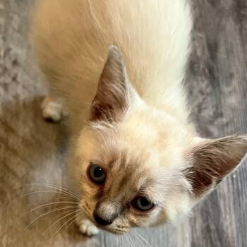 Coral Princess -  Domestic Short Hair Cat for Adoption in Volcano, Hawaii - Coral Princess | PetCurious