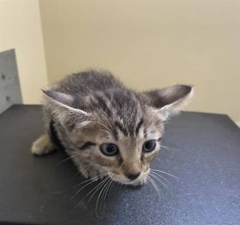 Rescue Domestic Medium Hair Cats for Adoption in Pasadena, California - A525275 | PetCurious