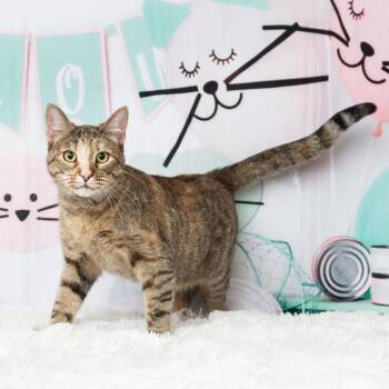 Pebbles -  Domestic Short Hair Cat for Adoption in Lewisville, Texas - Pebbles | PetCurious