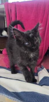 Moose -  Domestic Short Hair Cat for Adoption in Westland, Michigan - Moose | PetCurious