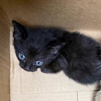 Domestic Short Hair Cats Available for Adoption in Madisonville, Kentucky - Jinx | PetCurious