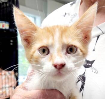 Sultan -  Domestic Short Hair Cat Available for Adoption in Bulverde, Texas - Sultan | PetCurious