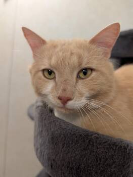 Rescue Domestic Short Hair Cats for Adoption in Granite Falls, North Carolina - Marsh | PetCurious