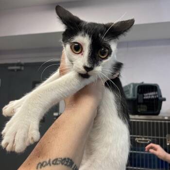 Queenie -  Domestic Short Hair Cat for Adoption in Port Charlotte, Florida - Queenie | PetCurious