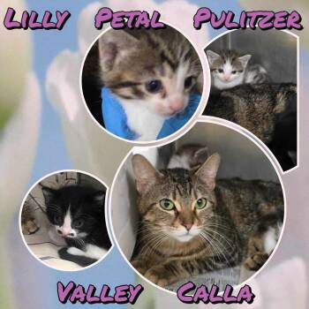 Pulitzer -  Domestic Short Hair Cat for Adoption in Wheeling, Illinois - Pulitzer | PetCurious